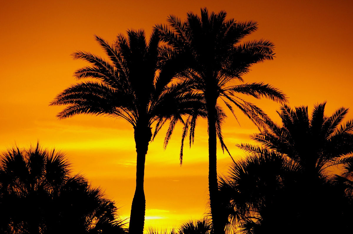 Florida skyline